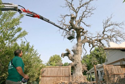 468tree.jpg