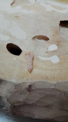 IMG_20180311_154230.jpg