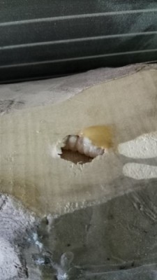 IMG_20180311_153435.jpg