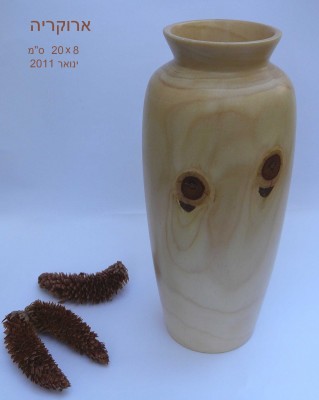 Arocaria-Jan2011heb.jpg