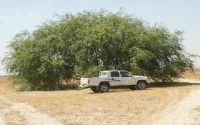 Prosopis.jpg