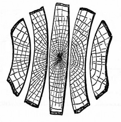 300px-PSM_V02_D605_Cross_section_of_dried_lumber_2.jpg