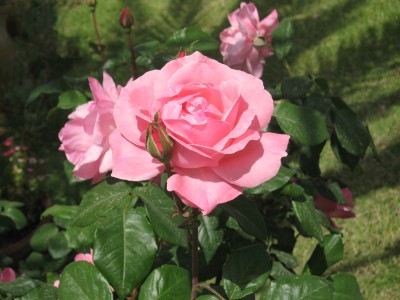 IMG_1503.jpg